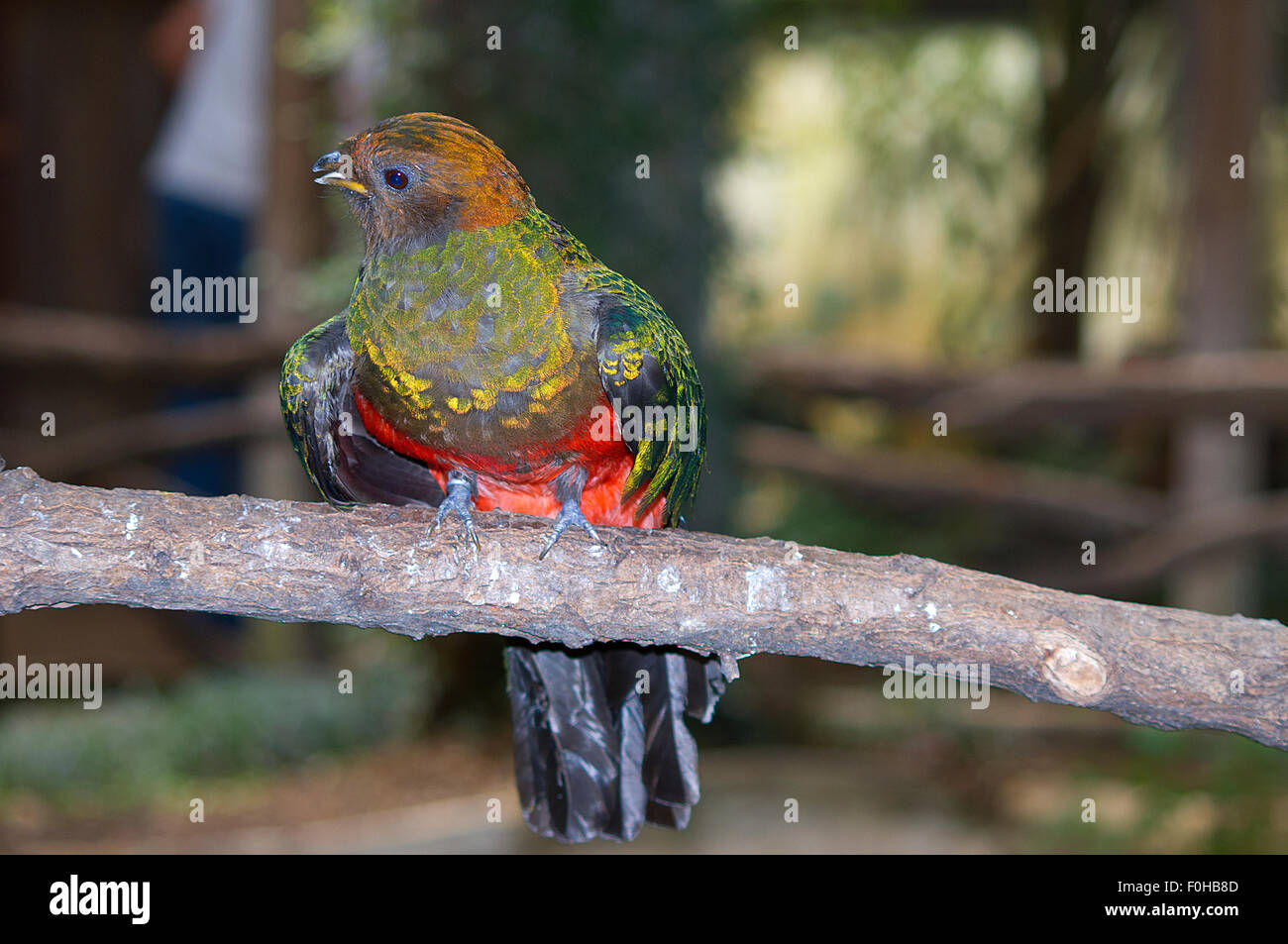 Farbigen Papagei Closeup, Papagei auf einem Baum, Papagei, Vogel, Wildlife Foto Stockfoto