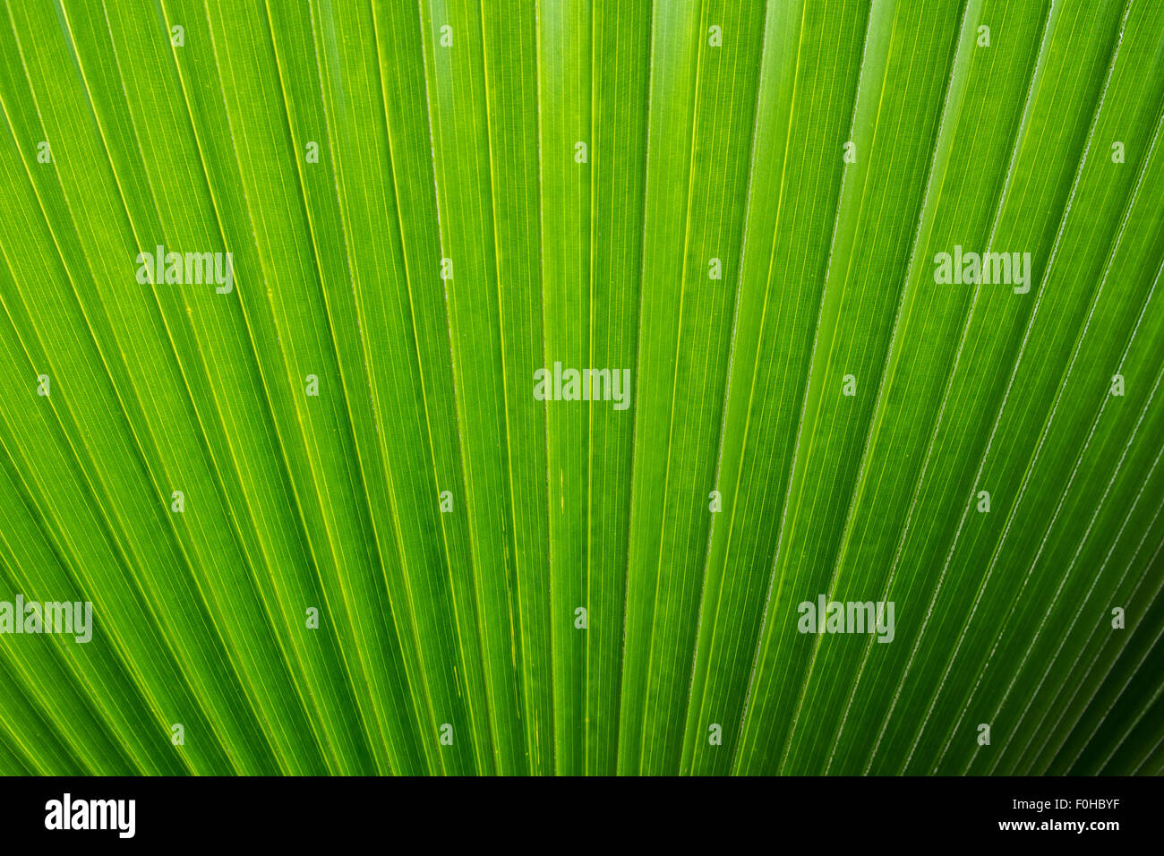 Palm Leaf Hintergrund Stockfoto