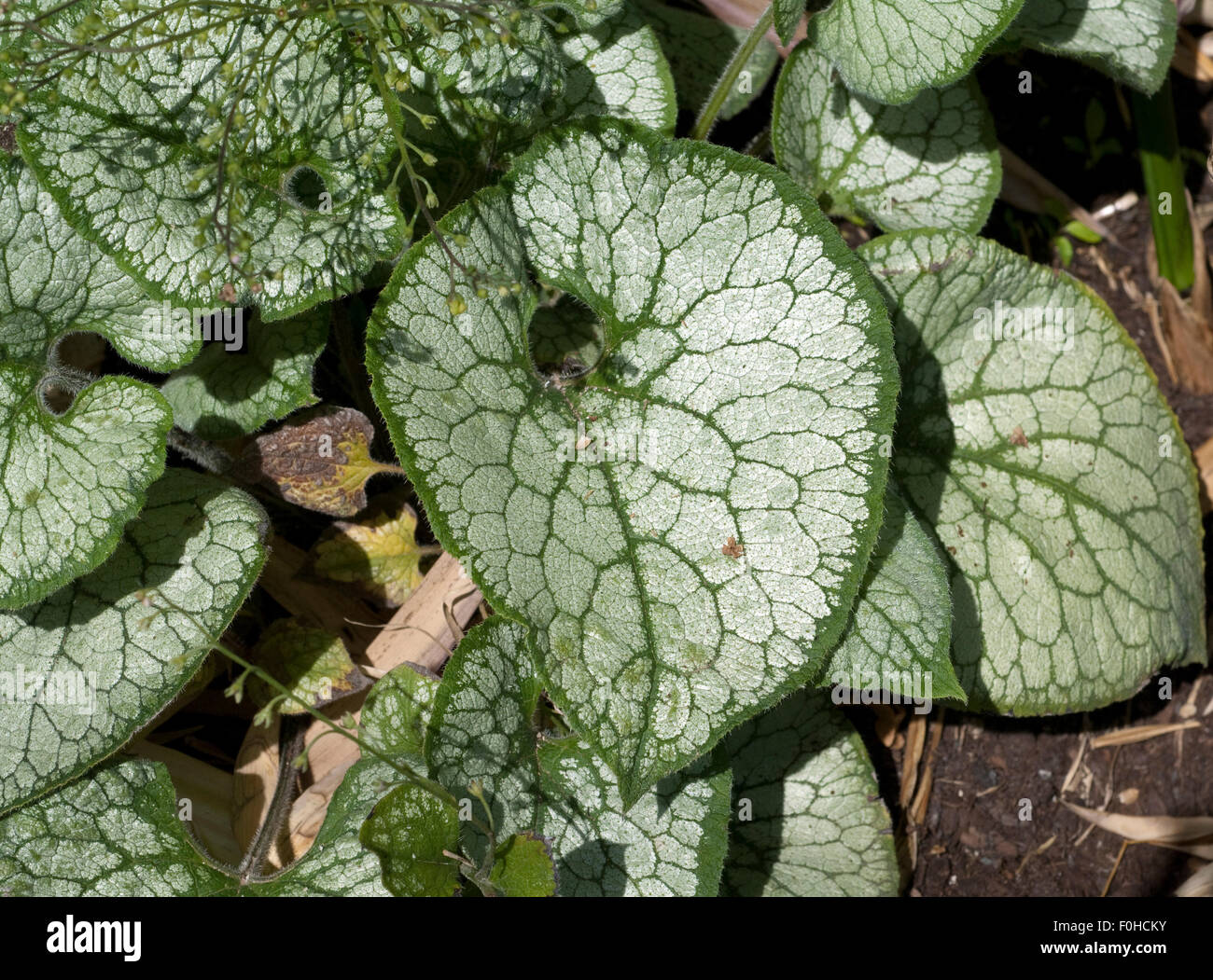 Kaukasusvergissmeinnicht, Brunnera, Macrophylla, Jack, Frost, Stockfoto