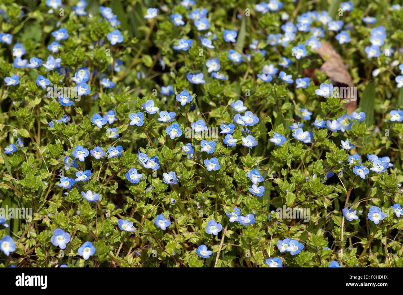 Persischer Ehrenpreis, Veronica Persica; Stockfoto