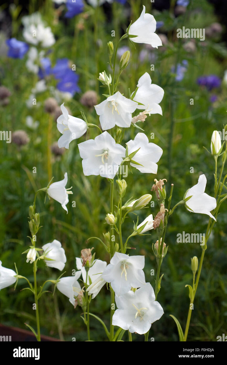 Pfirsichblaettrige, Glockenblume, Campanula Persicifolia, Stockfoto