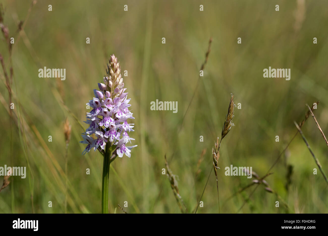 Gemeinsame getupft Orchidee (Dactylorhiza fuchsii) im Grünland Stockfoto