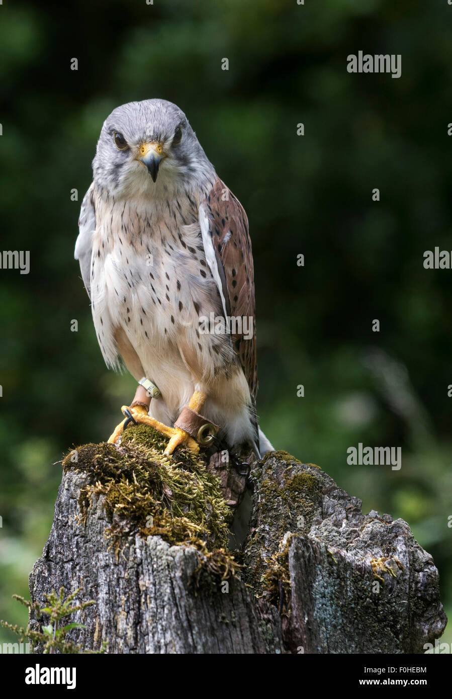 Jesses gefangen Turmfalke tragen Stockfoto