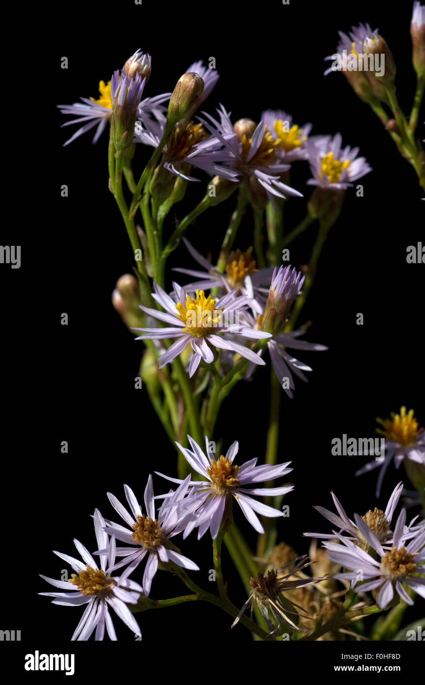 Strand-Aster Tripolium Pannonicum, Stockfoto