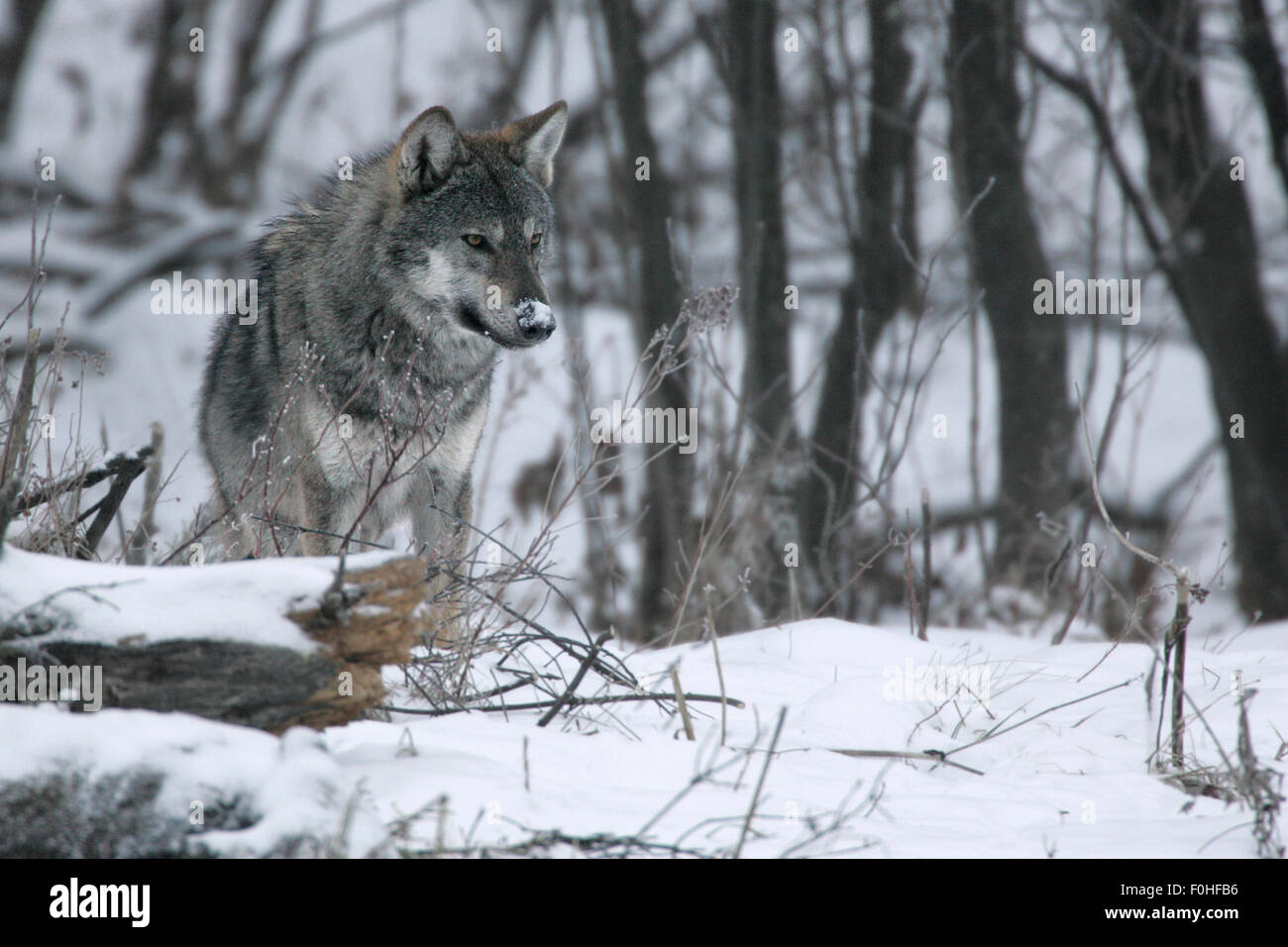 Wilde Karpaten graue Wolf (Canis Lupus Lupus) im verschneiten Wald Lebensraum. Bieszczady, Karpaten, Polen, Dezember. Stockfoto