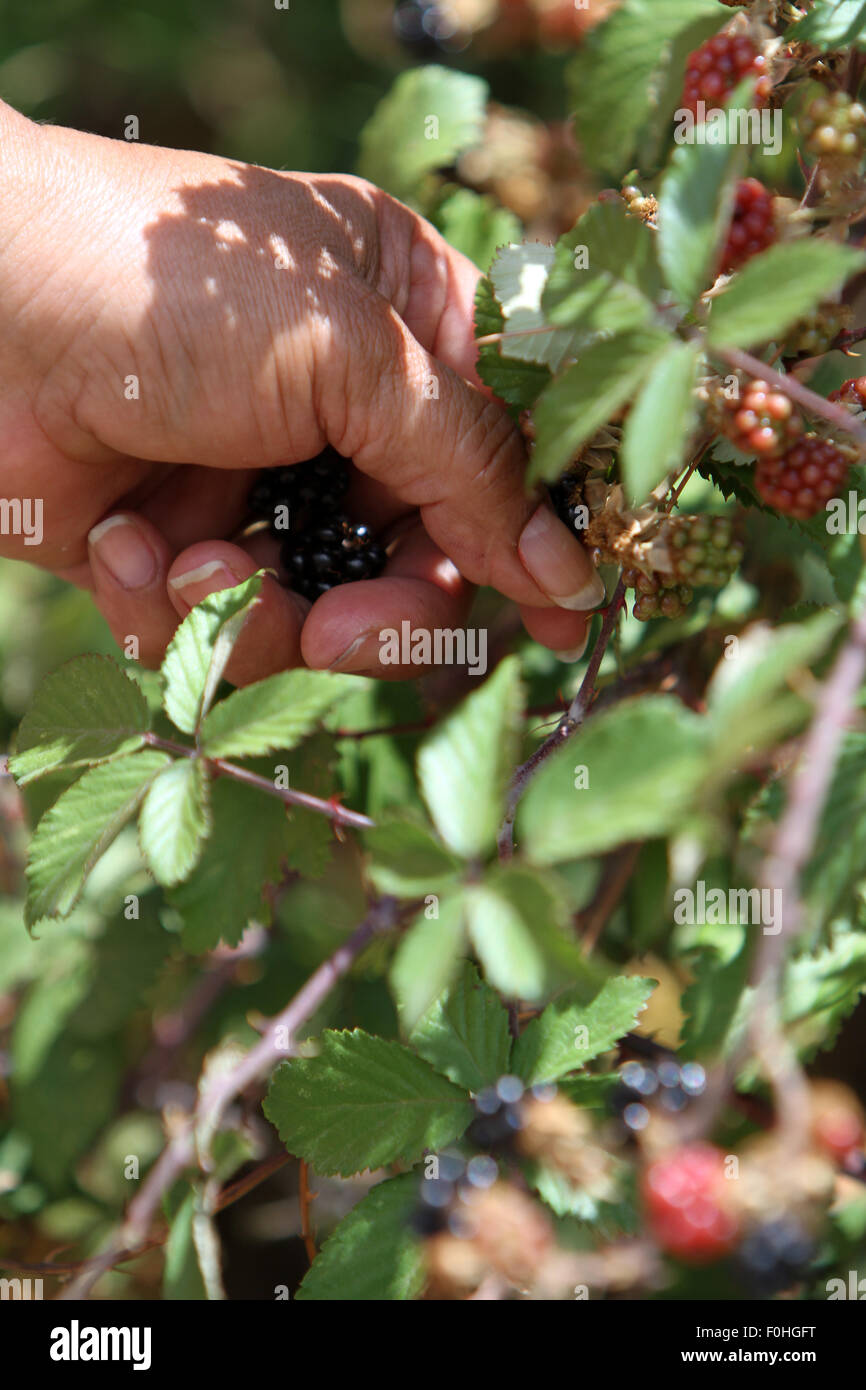 Nahaufnahme von weiblicher Hand pflücken wilde Brombeeren (Kredit Bild © Jack Ludlam) Stockfoto