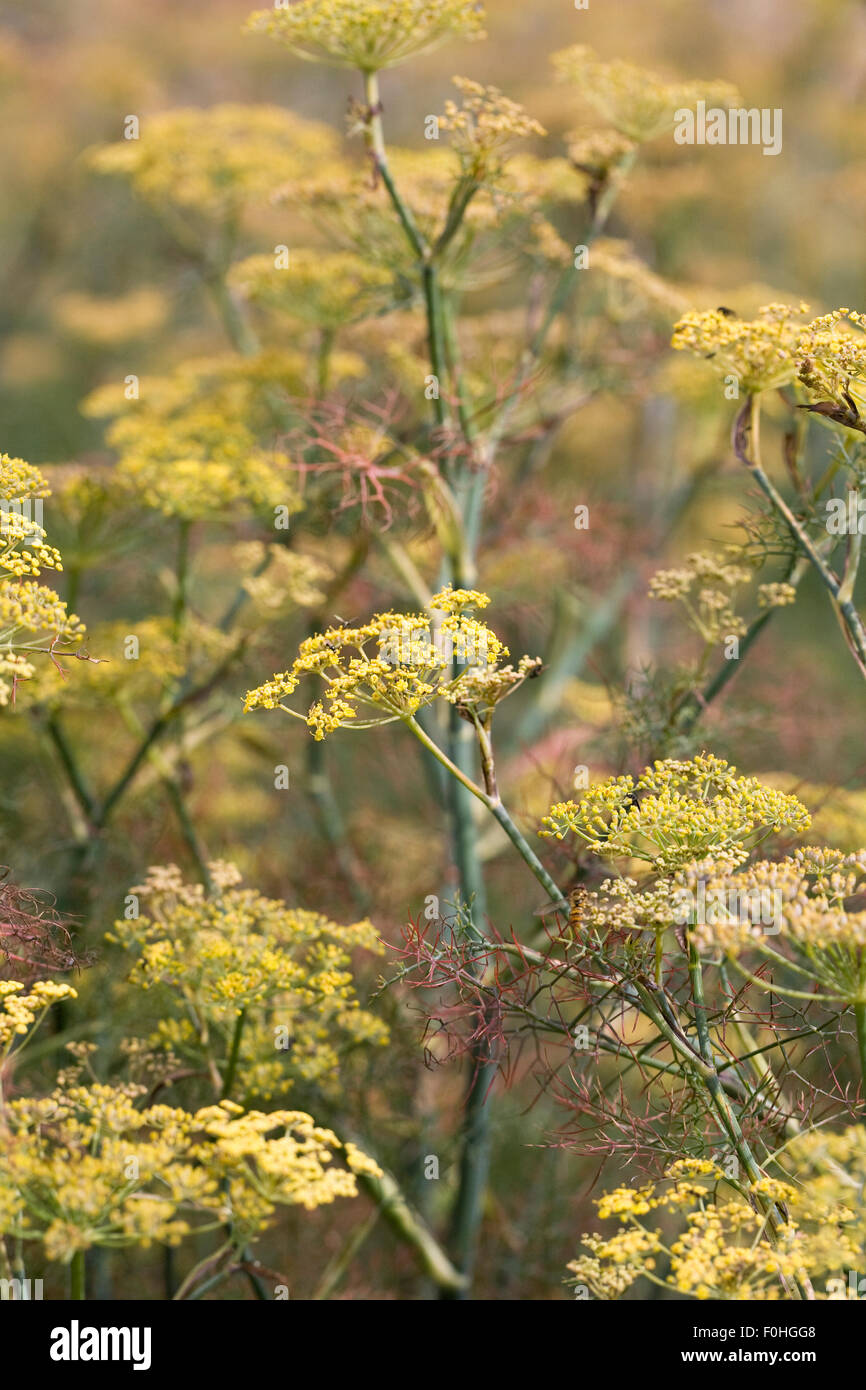 Bronze fenchel Fotos und Bildmaterial in hoher Auflösung Alamy