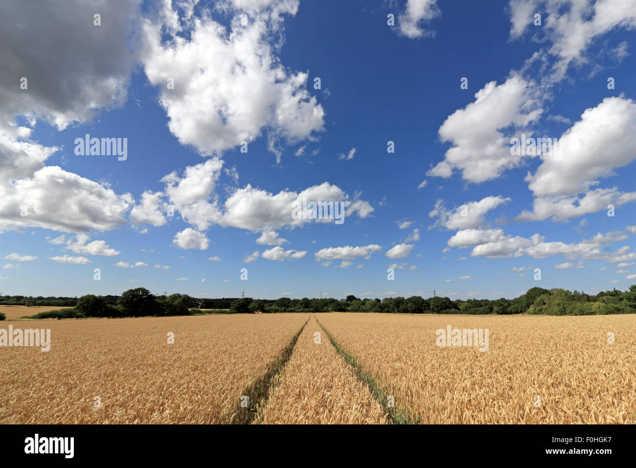 Flauschige Cumulus-Wolken über einem goldenen Feld Weizen, Reifung in der Sommersonne auf dem Lande Surrey an Epsom Surrey UK Stockfoto