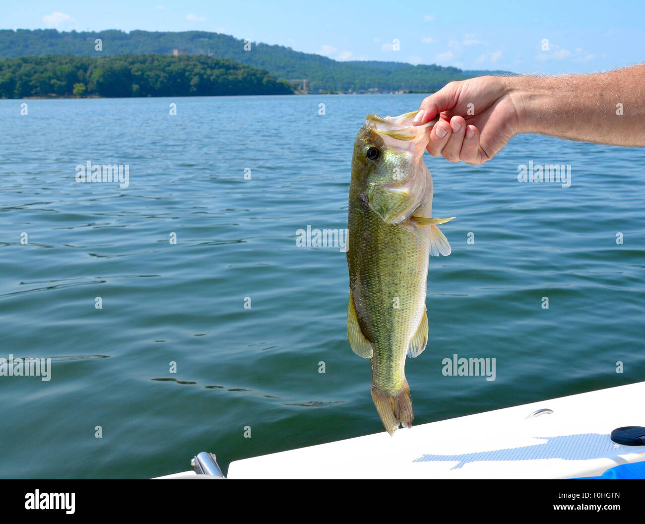 Großer Mund Bass, in Süßwasser-See gefangen. Stockfoto