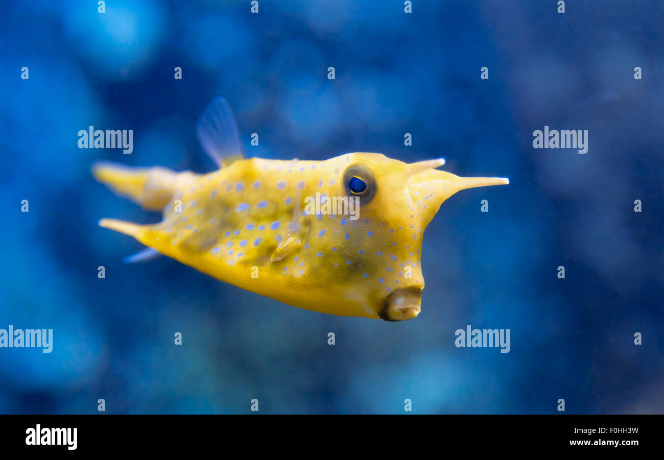 Fisch Lactoria cornuta Stockfoto