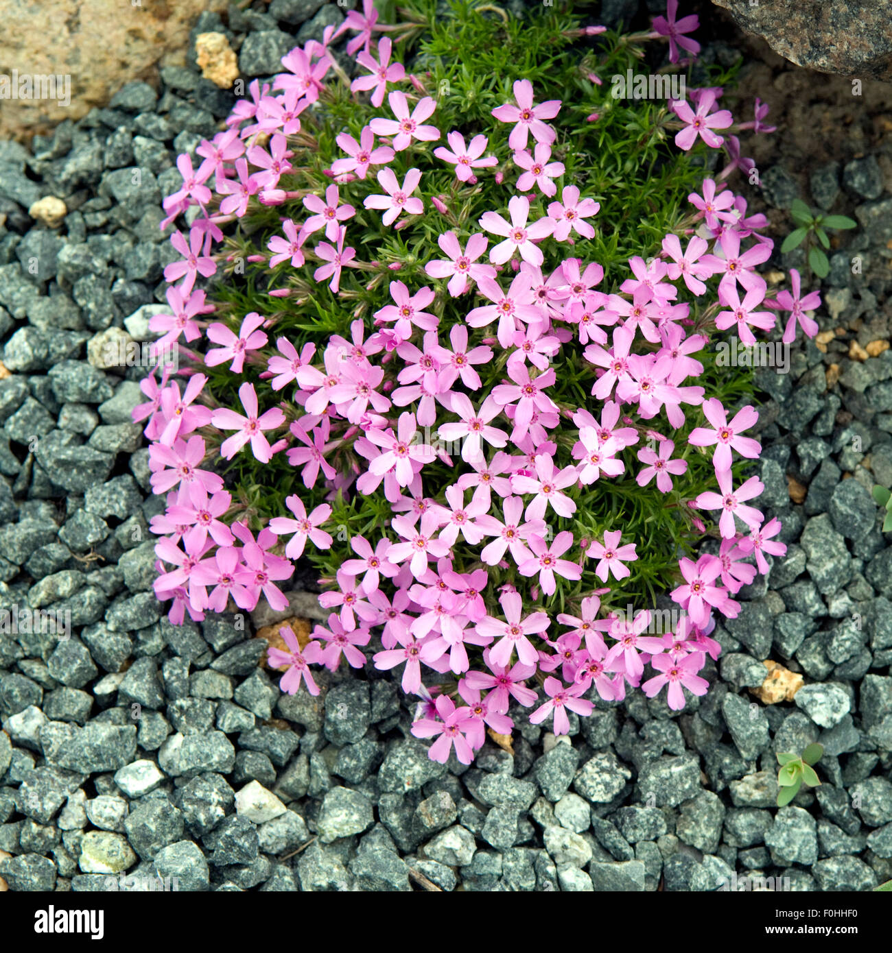 Polsterphlox, Stockfoto