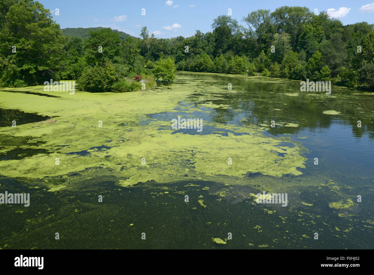 Algenblüte infolge der Eutrophierung, Ramapo River, northern NJ. Verunreinigung des Wassers Stockfoto