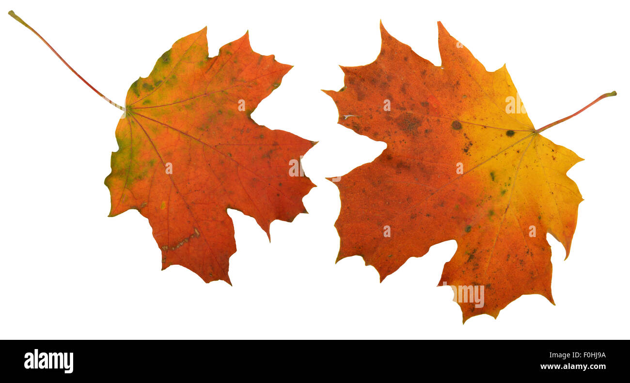 Fallen Sie im Herbst Ahornblatt isoliert Stockfoto