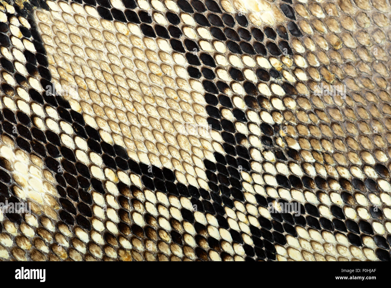 Snake skin Muster Hintergrund Stockfoto