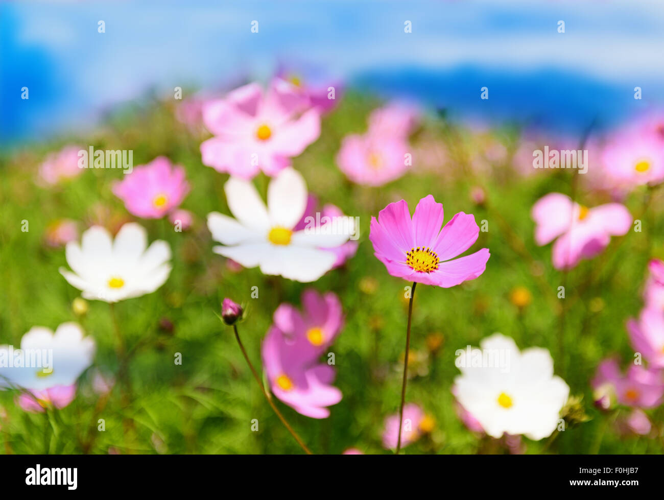 Eine Wiese von Sommerblumen über sky Stockfoto