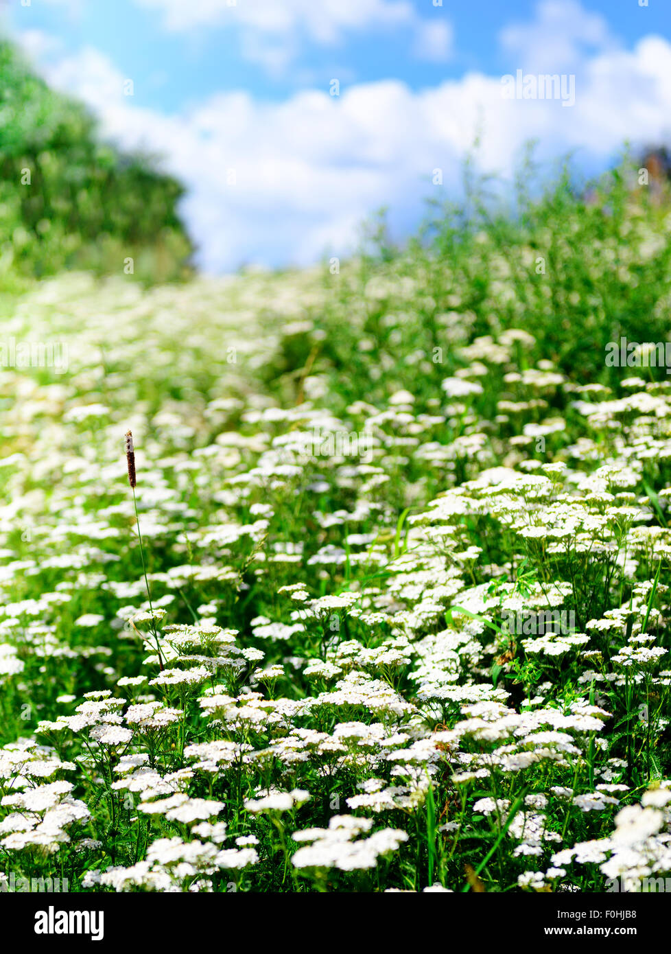 Sommer blühenden Rasen und grünen Pflanzen Stockfoto