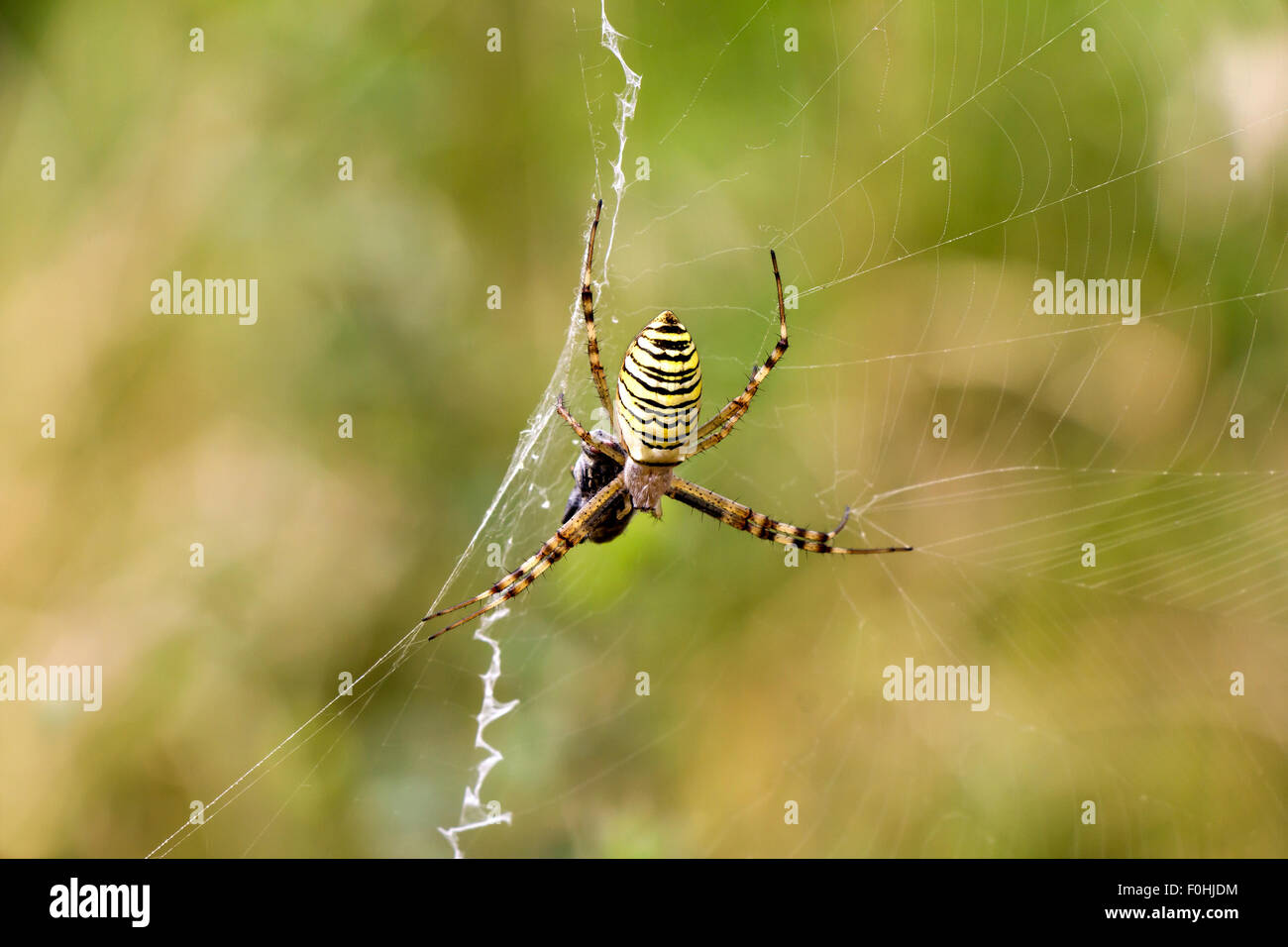 Kreuzspinne (Argiope Aurantia) in sein Netz mit Beute Stockfoto