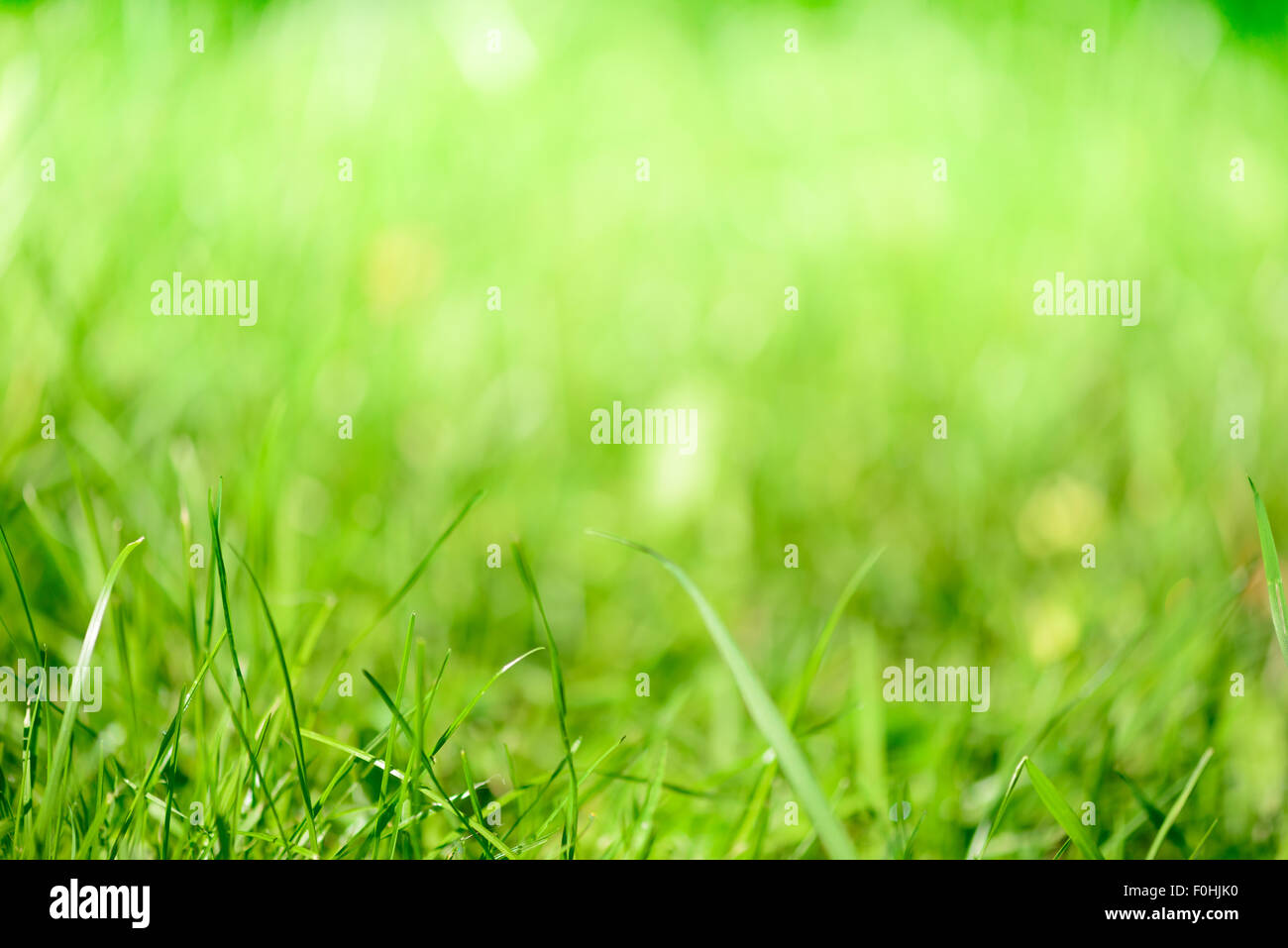 Verschwommene Grass - abstrakten Hintergrund, universell einsetzbar Stockfoto