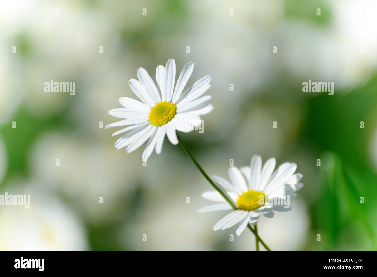 Kamillen-Blume auf grünem Hintergrund Stockfoto