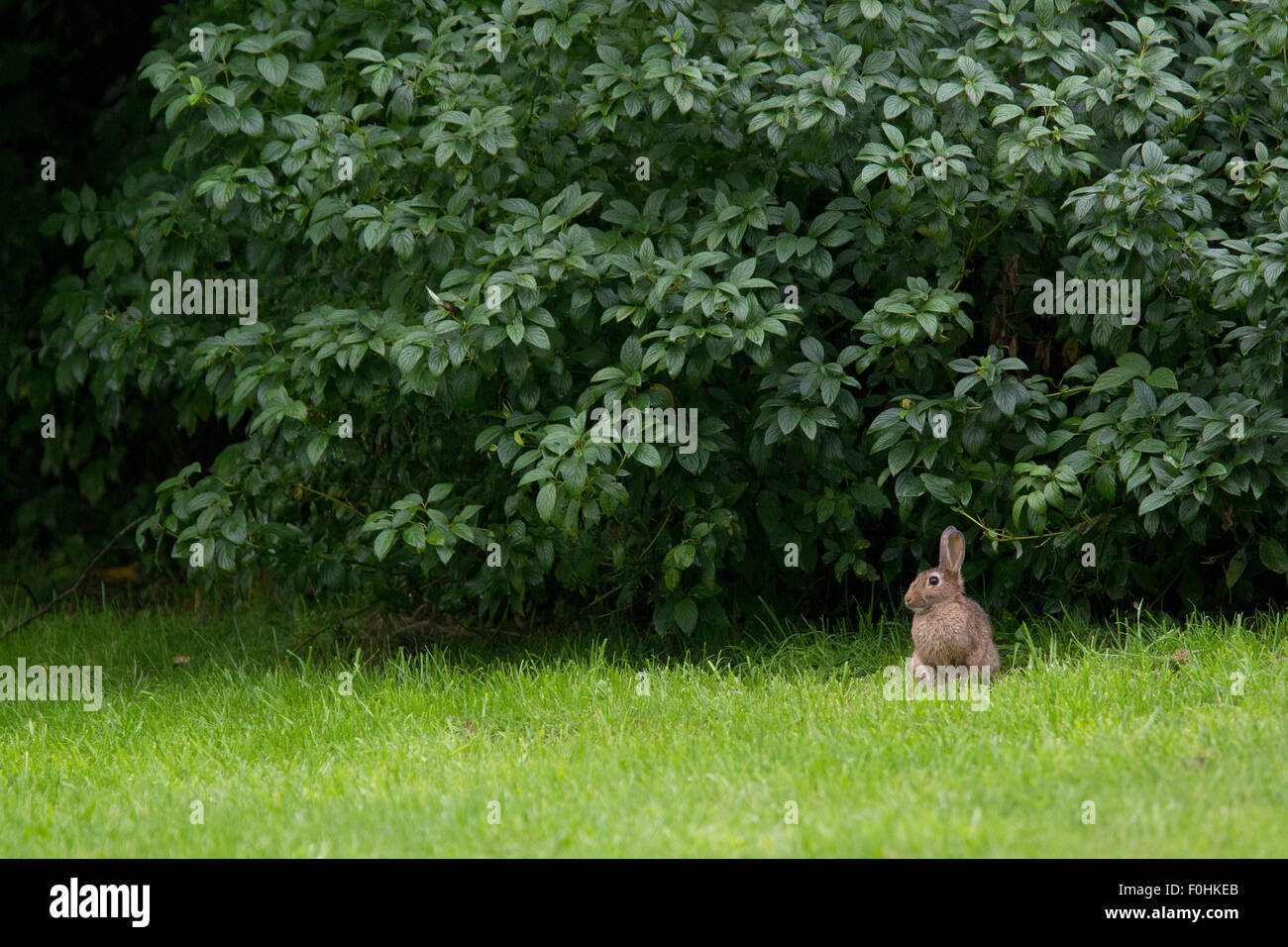 Europäischen Kaninchen (Oryctolagus Cuniculus) sitzen auf Rasen, Grande-Synthe, Dünkirchen, Frankreich, September 2010 Stockfoto