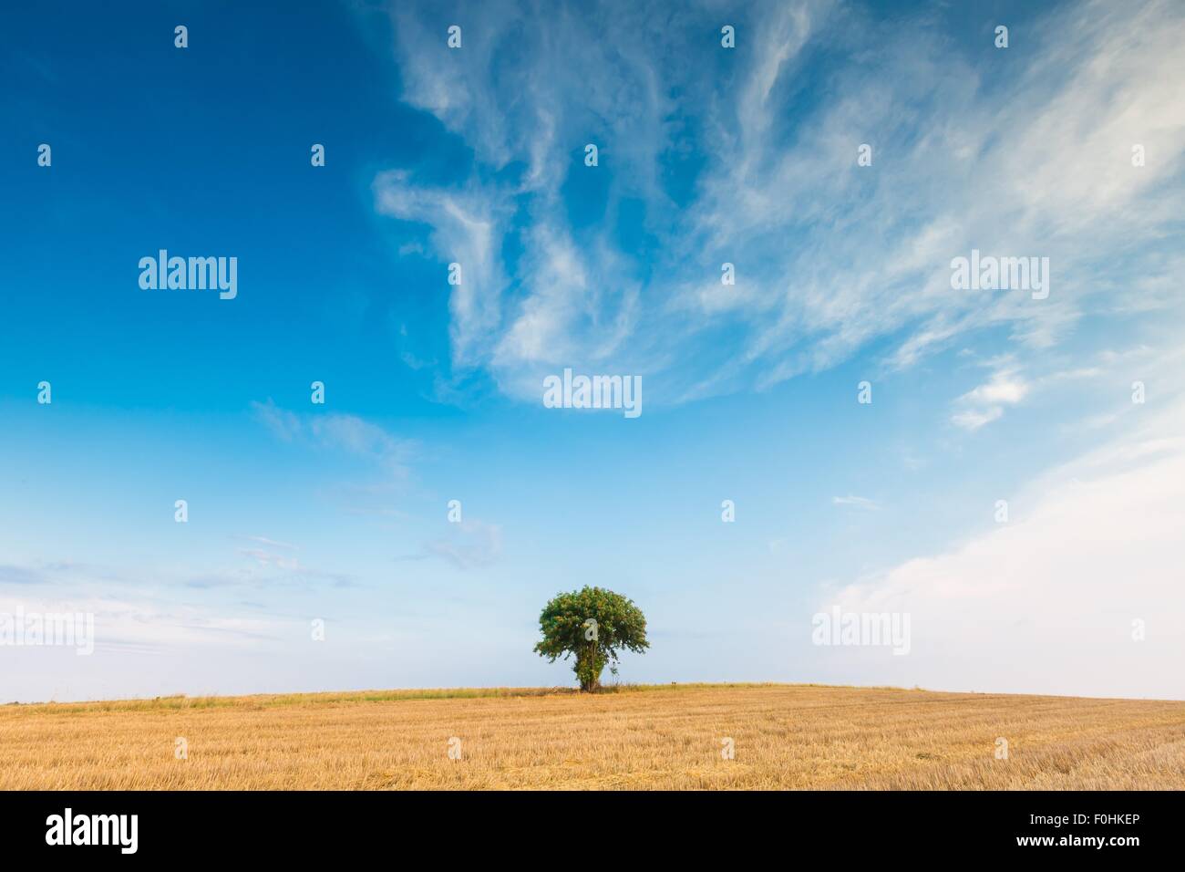 Stoppelfeld mit mit einzelnen alten Eberesche. Schönen Sommer ländliche Landschaft fotografiert in Polen. Stockfoto