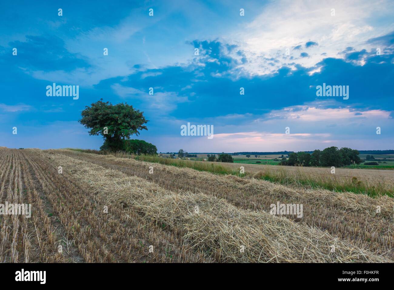 Stoppelfeld mit mit einzelnen alten Eberesche. Schönen Sommer ländliche Landschaft fotografiert in Polen. Stockfoto