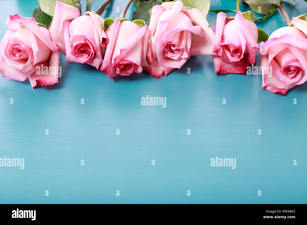 Schöne rosa Rosen auf türkis blauem Holzbrett Stockfoto