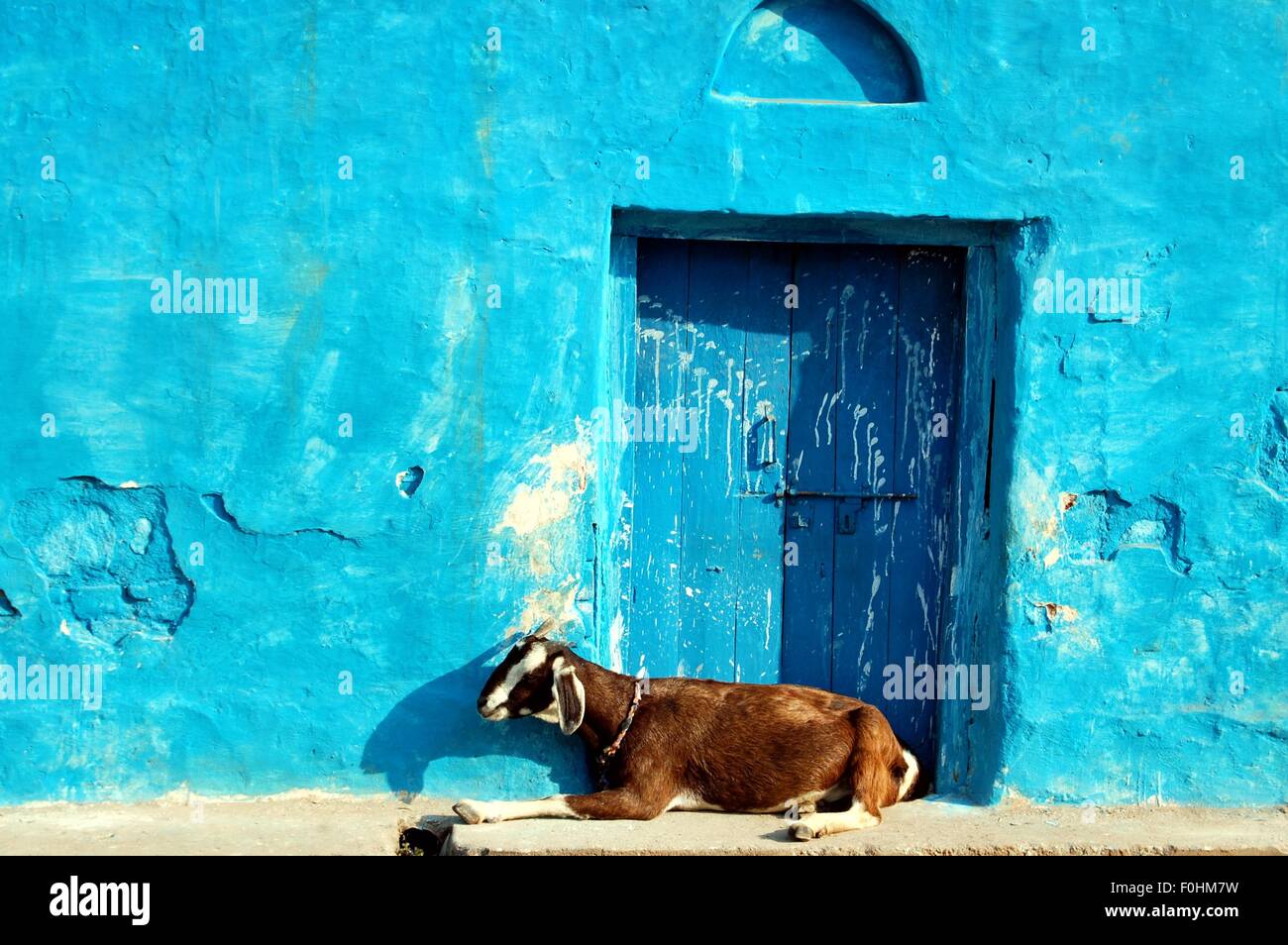 Orchha Dorf, indische Ziege ruht in der Nachmittagssonne, Madhya Pradesh, Indien Stockfoto