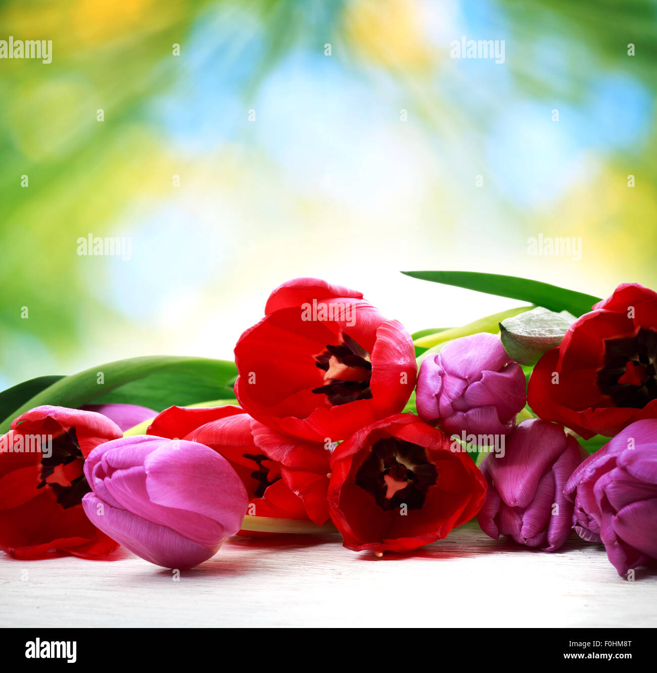 Rote und violette Tulpen auf glänzend grünen Hintergrund Stockfoto
