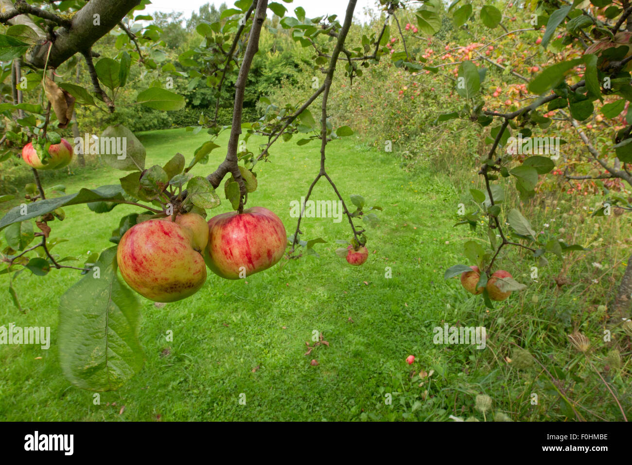 Äpfel am Baum in Zuteilung, Grande-Synthe, Dünkirchen, Frankreich, September 2010 Stockfoto