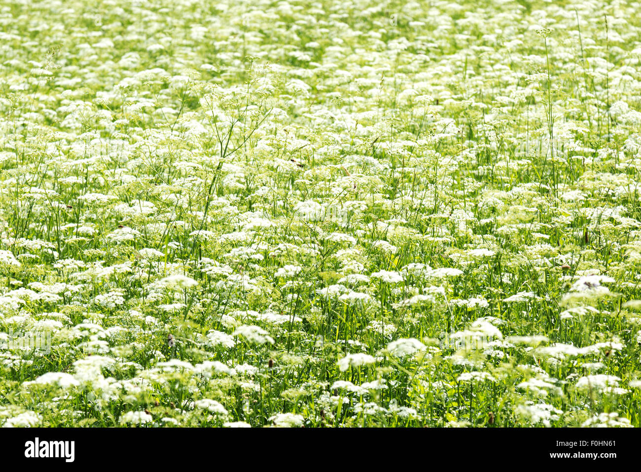 grünes Feld mit weißen Blüten. Stockfoto