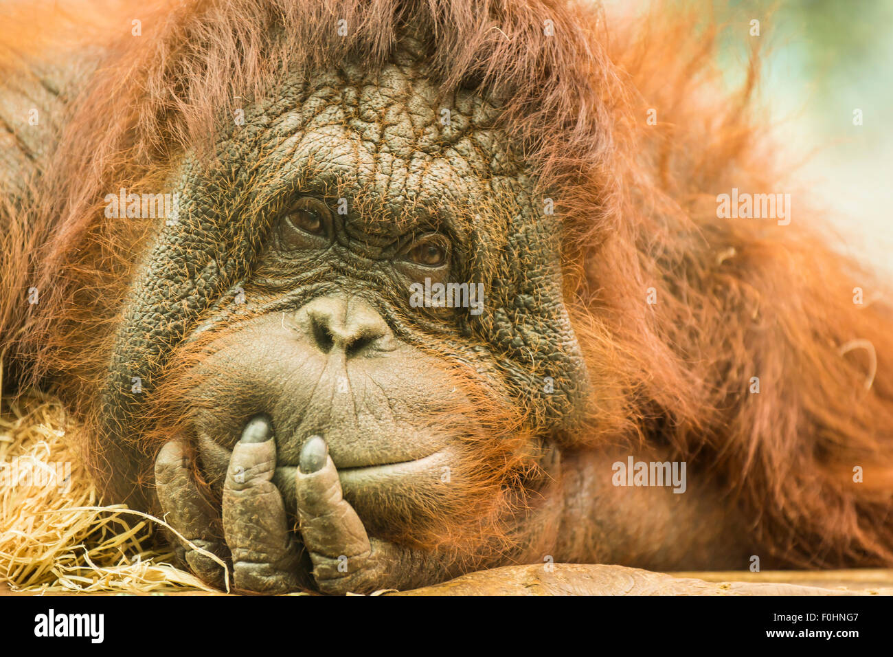 Orang-Utan sieht amüsiert und zufrieden Stockfoto