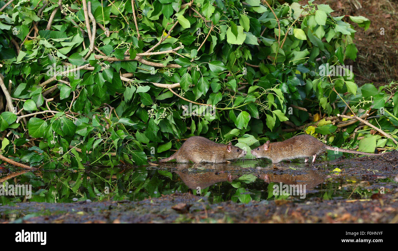 Ratten in Pfütze Wasser reflektiert Stockfoto