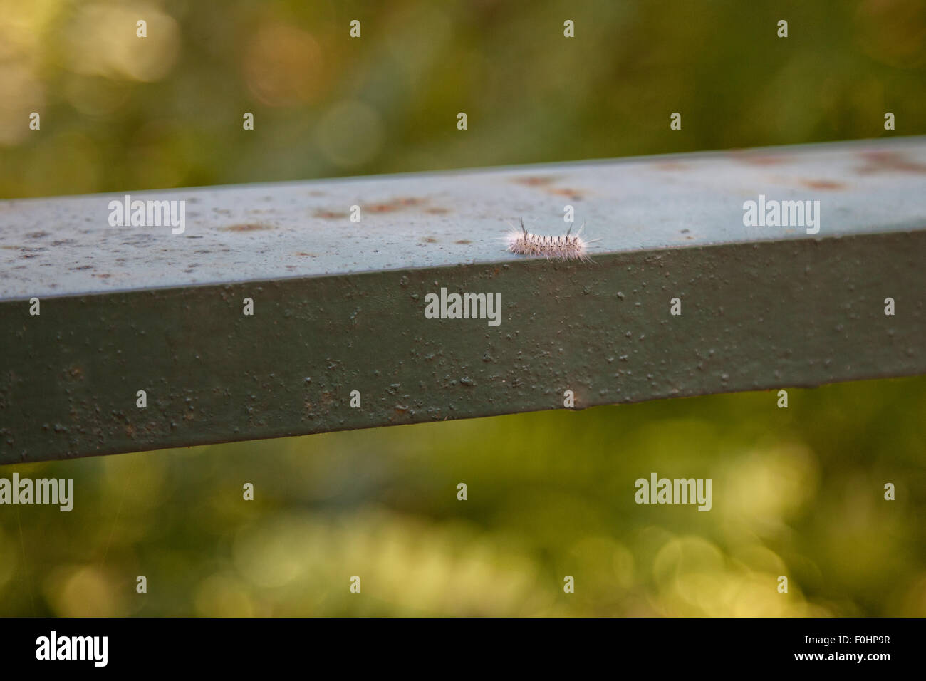 Raupe auf einem Spaziergang. Stockfoto