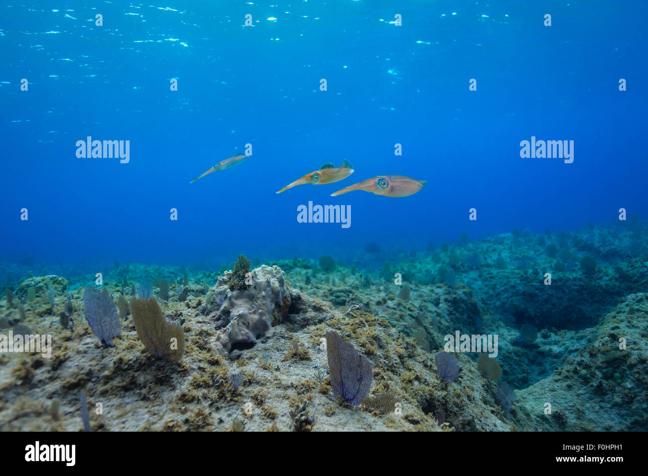 Bunten karibischen Riff Tintenfisch, Sepioteuthis Sepioidea, Schwimmen im blauen Wasser über dem Korallenmeer fans Stockfoto