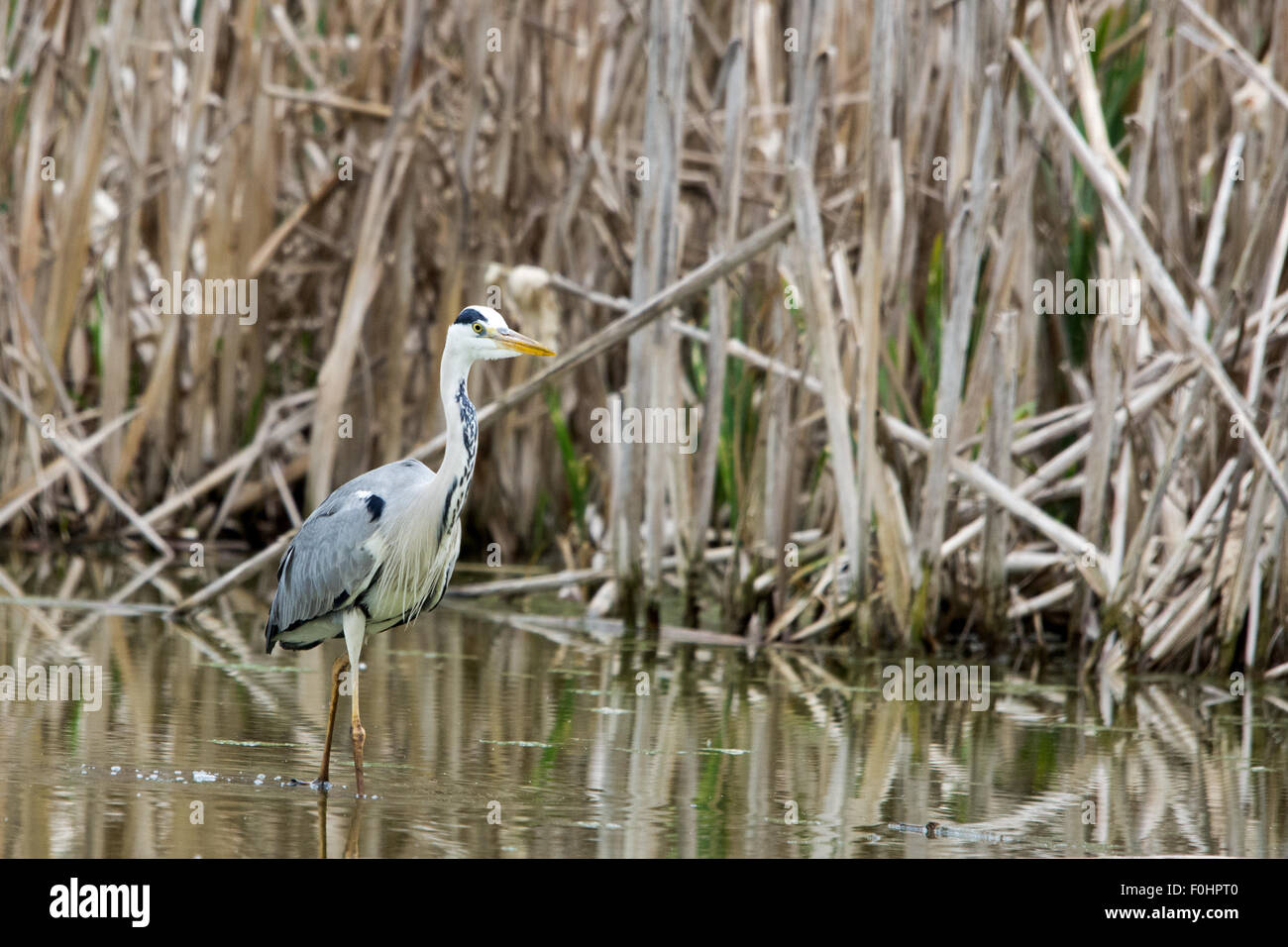 Storch, Reiher, Möve, Essen, Raubtiere, Storch Essen einen Frosch, Reiher erhitzen ein großer Fisch, Möwe zu essen, eine große Maus, Storch fliegen, fliegen, Reiher Stockfoto