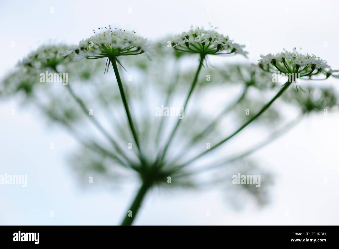 Gemeinsamen Bärenklau (Heracleum Sphondylium) Blumen, Brasov County, South Karpaten, Rumänien, August Stockfoto