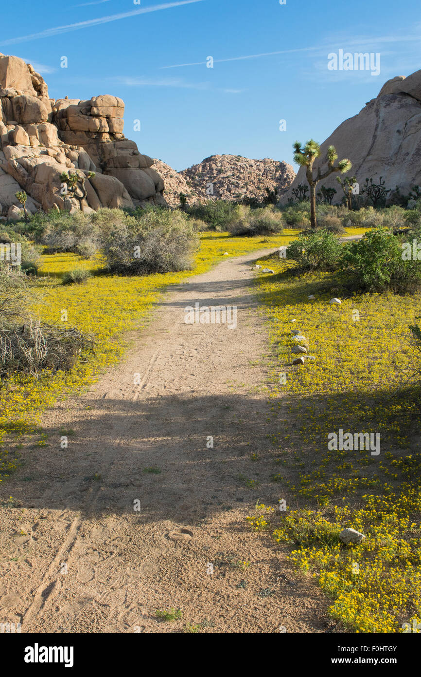 Chinch Unkraut Pectis Papposa entlang der Seiten des Barker dam Trail in Joshua Tree Nationalpark Kalifornien USA Stockfoto