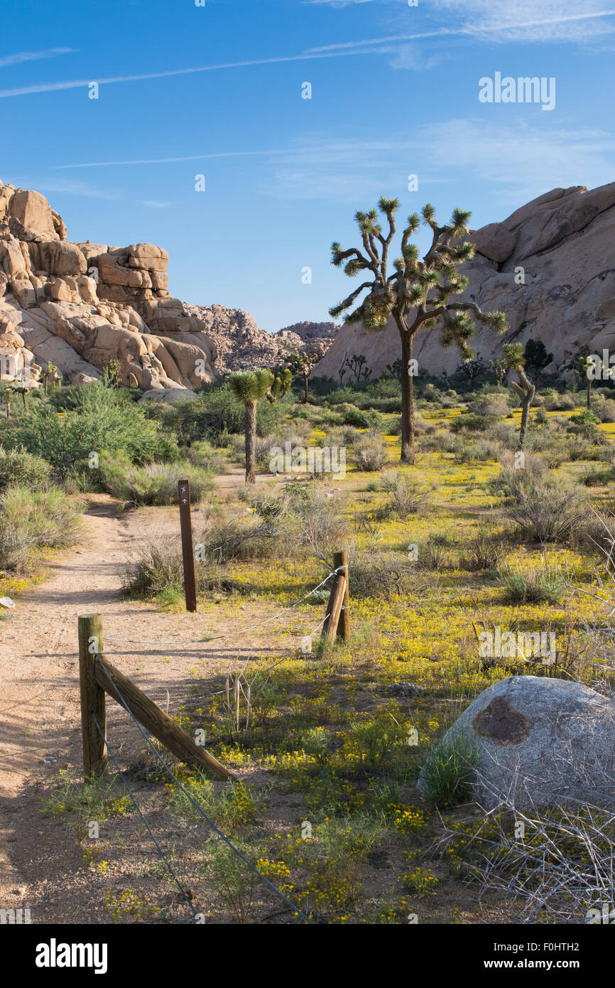 Chinch Unkraut (Pectis Papposa) auf dem Barker dam Trail im Joshua Tree Nationalpark Kalifornien USA Stockfoto