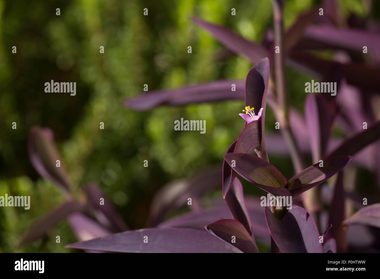 Lila Blätter mit grünen bokeh Stockfoto