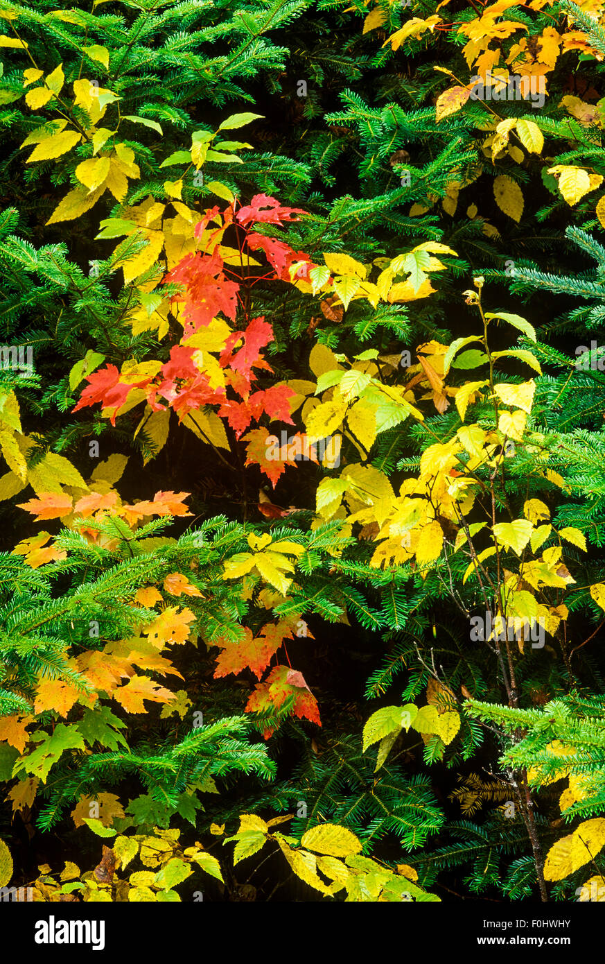 Bunter Herbst Ahorn und Birke Blätter kontrastieren mit grünen Fichte Zweige am Rande des Waldes in der Nähe von Long Lake, New York Adirondack Stockfoto