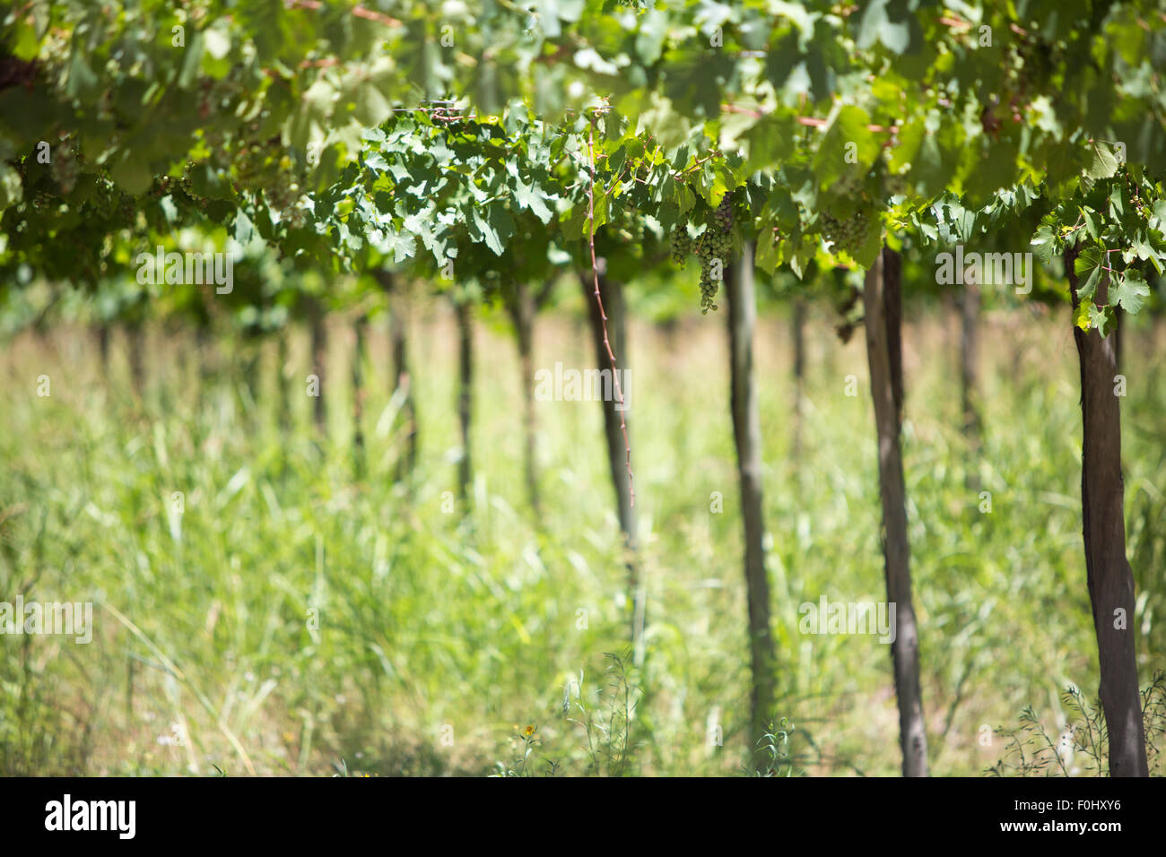Weingut in San Juan, im Norden von Argentinien. Provinz San Juan. Stockfoto