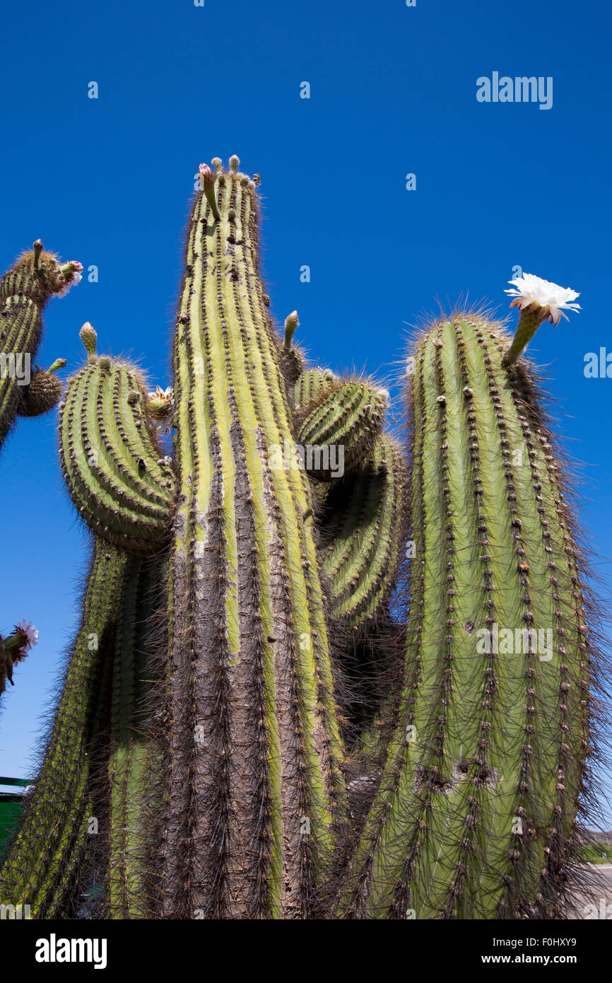 Kaktus Baum in den Anden rund um San Juan mit weien Blumen und vor einem  strahlend blauen Himmel. Nord-Argentinien (Sd amerik Stockfotografie -  Alamy