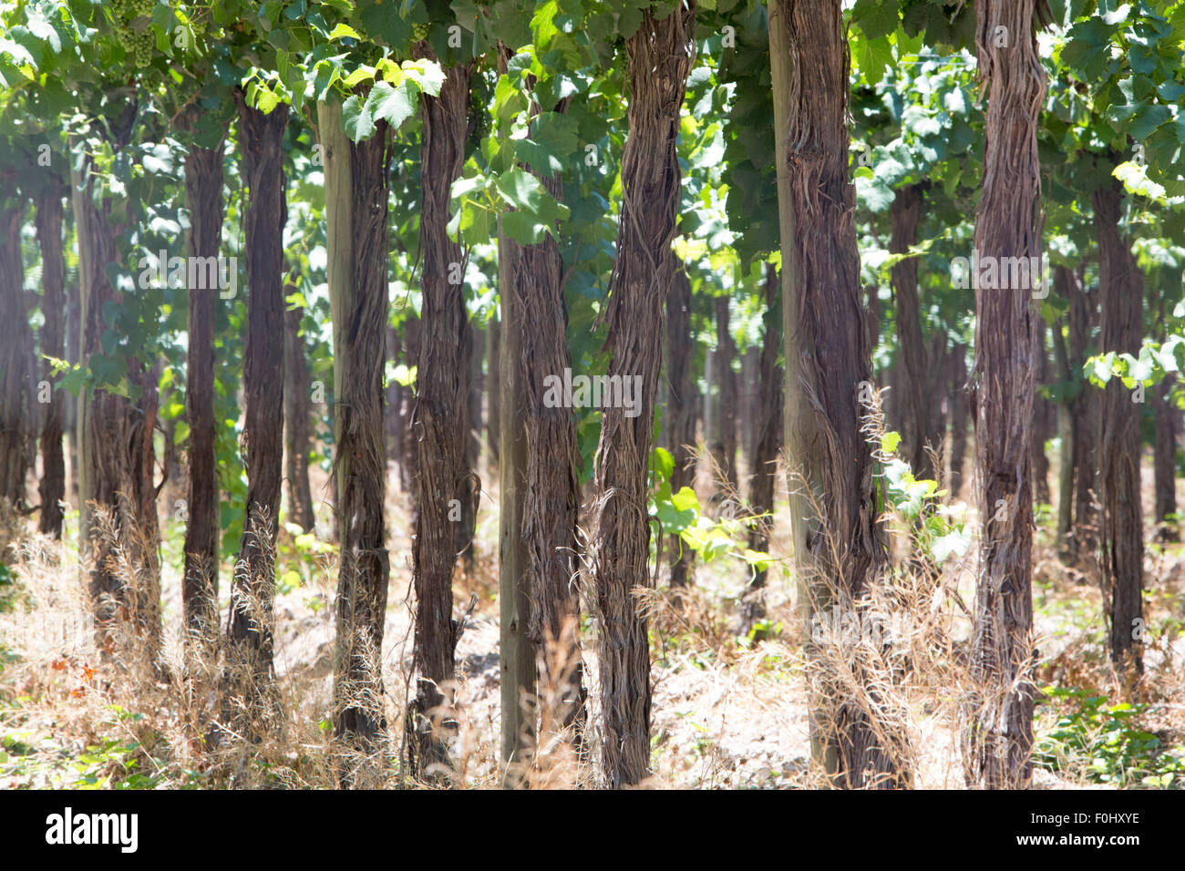 Weingut in San Juan, im Norden von Argentinien. Provinz San Juan. Stockfoto