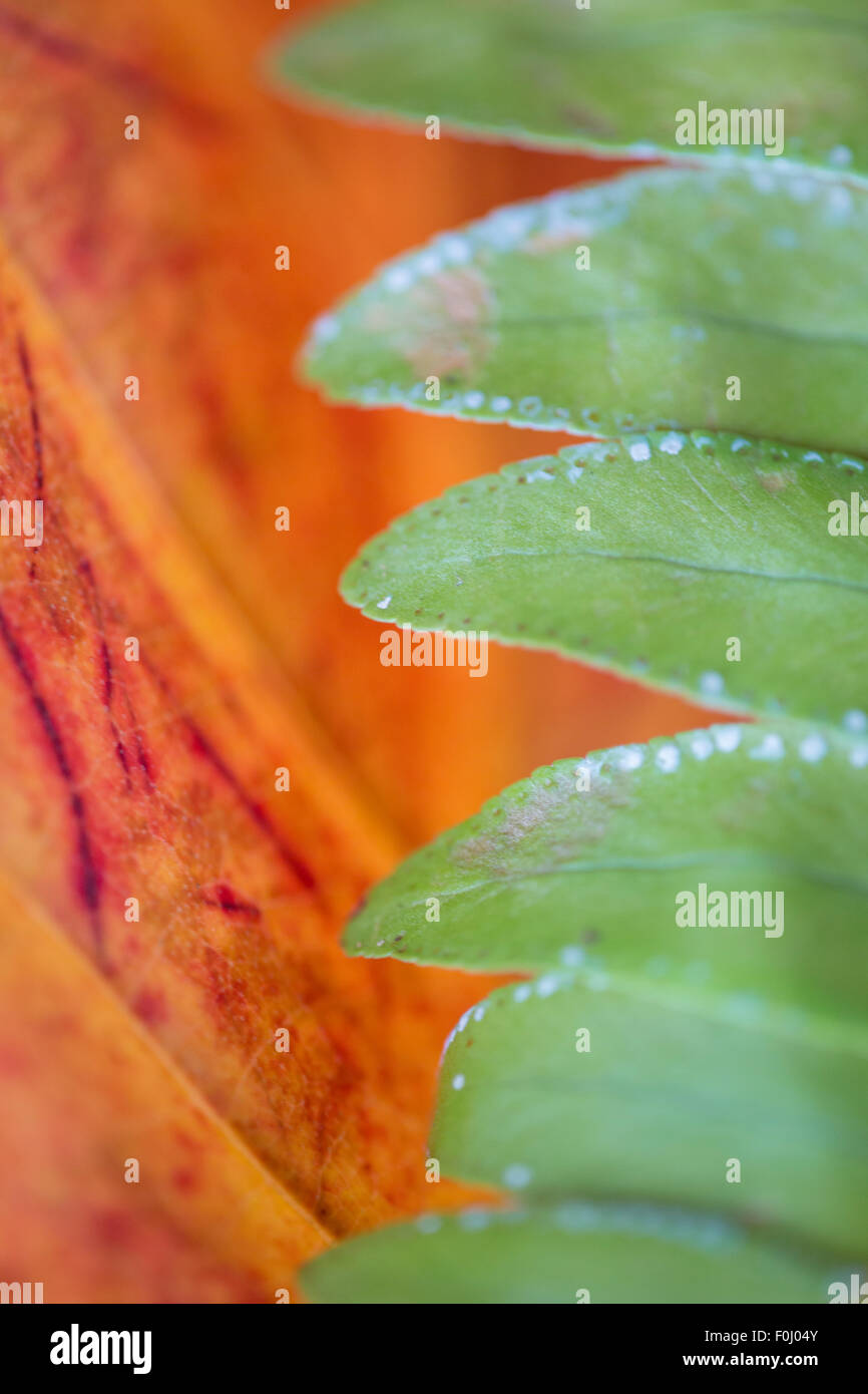 Grün und Orange schöne abstrakte Blumen Hintergrund Stockfoto