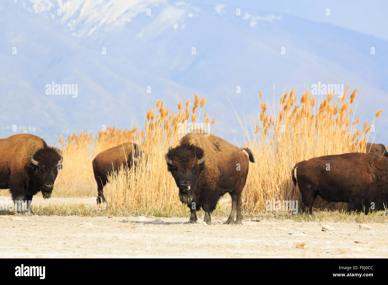 Der Great Salt Lake Buffalo Stockfoto