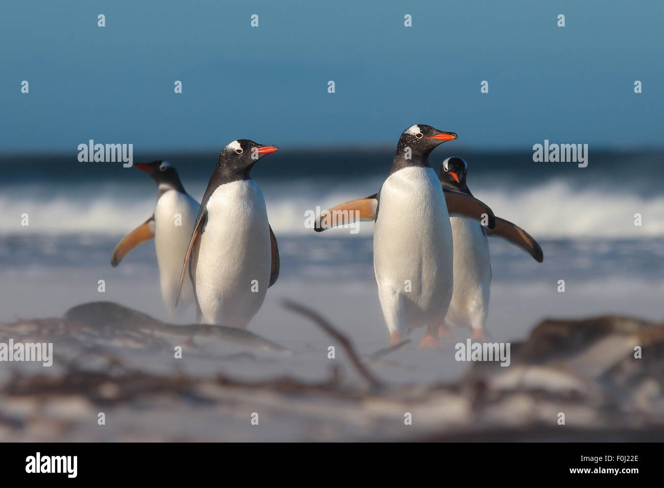 Gruppe von vier Gentoo Penguins (Pygoscelis Papua) am Strand. Bertha Strand, Falkland-Inseln. Stockfoto