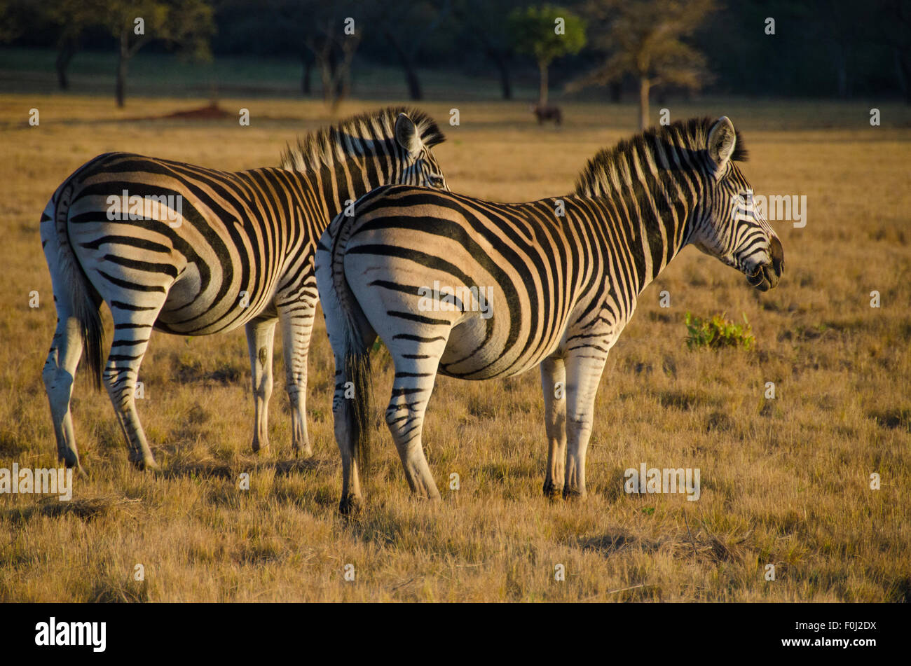 Eine Herde Zebras grasen im Mlilwane Wildlife Sanctuary in Swasiland, wenn die Sonne beginnt zu steigen. Stockfoto