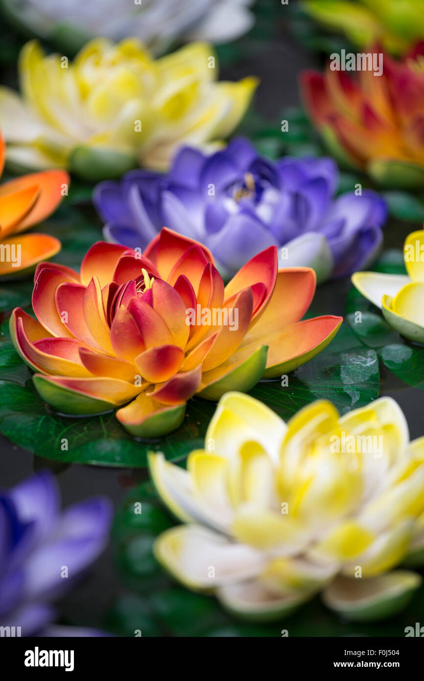 Lotus-Blüten in einem Teich in Lhasa in China Stockfoto