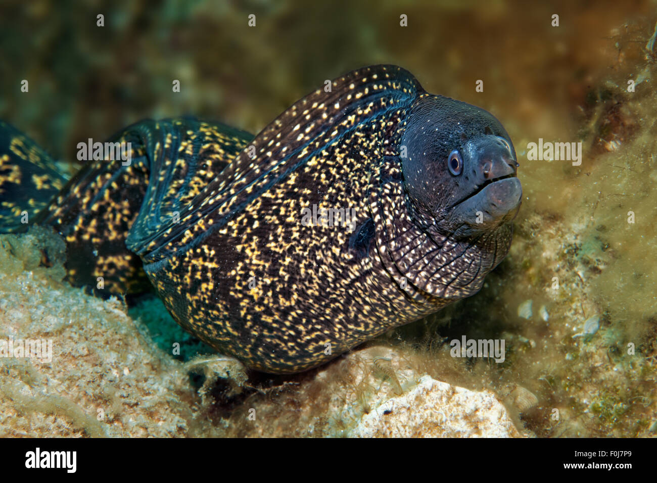 MittelmeerMuräne (Muraena Helena), Korfu, Ionische Inseln, Ionische